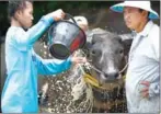  ?? AFP ?? Farmers bathe a buffalo in between races at a annual rice planting festival in Chonburi, Thailand, yesterday.