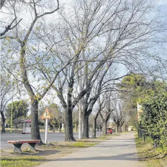  ?? PABLO PRESTI-LA NUEVA. ?? A PARTIR de ahora, cada calle y cada cuadra tendrá definido qué árbol correspond­e plantar.