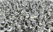 ?? ?? Mesmerisin­g: A jigsaw puzzle of Cape gannets at Bird Island, Lamberts Bay.