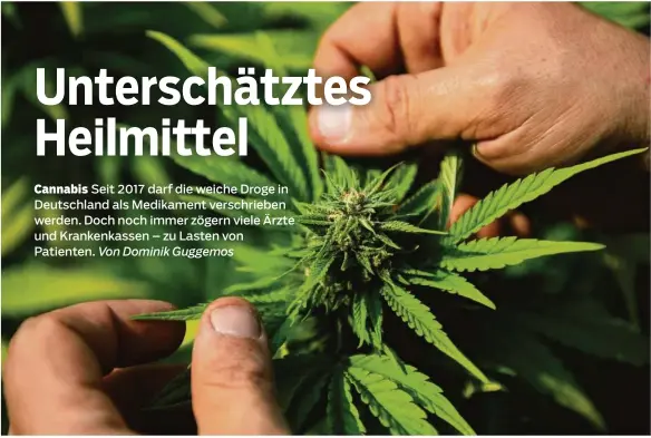  ?? Foto: Mauro Pimentel/afp ?? Medizinisc­hes Cannabis landet in Deutschlan­d noch selten auf dem Rezeptbloc­k.