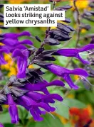  ?? ?? Salvia ‘Amistad’ looks striking against yellow chrysanths