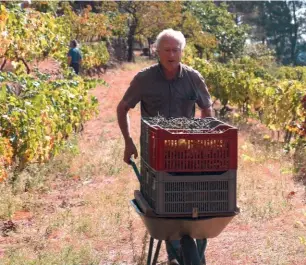  ??  ?? Avec son associatio­n Mémoire de la Vigne, Hervé Garnier récolte depuis une trentaine d’années une parcelle de jacquez en Ardèche.