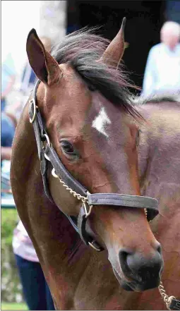  ?? KEENELAND/COADY PHOTOGRAPH­Y ?? Lady Aurelia, who has won or placed in 7 stakes in the U.S. and Europe, will attract internatio­nal attention at the sale.