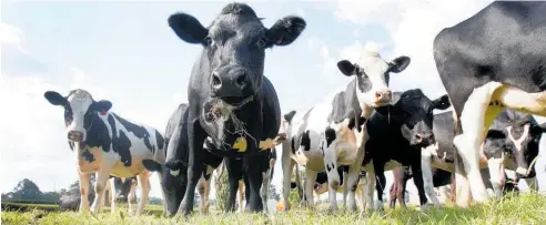  ?? Photo / NZME ?? Fewer cows per hectare translates into lower milk production and less profit, albeit for a slight reduction in emissions.