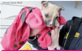  ?? Picture: DOGS TRUST ??