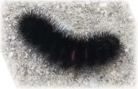 ?? PHOTO BY CAROL BRESLIN ?? This wooly bear-looking caterpilla­r will become a Giant Tiger Moth.