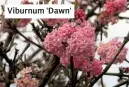  ??  ?? Viburnum 'Dawn'