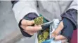  ?? SYMBOLFOTO: PABLO ABARENGA/DPA ?? Marihuana im großen Stil hat ein Ulmer versucht, zu verkaufen.