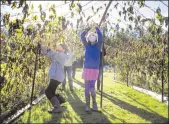  ?? MIKE SIEGEL/SEATTLE TIMES ?? Fourth-grader Dailee Franks, left, and sixth-grader Annie Wheat remove vines from the Fortex bean tunnel at the outdoor classroom at South Whidbey Elementary School on Nov. 2.