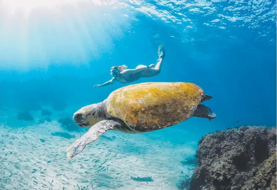  ?? Picture: CALIN JONES ?? Hayley Mason swimming with a giant loggerhead turtle at Kirra Reef.