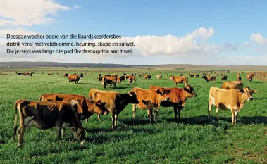  ??  ?? Deesdae woeker boere van die Baardskeer­dersbosdis­trik veral met veldblomme, heuning, skape en suiwel. Dié jerseys was langs die pad Bredasdorp toe aan ’t wei.