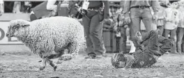  ?? Karen Warren / Houston Chronicle ?? Robert McNair, 6, Texans owner Bob McNair’s grandson, falls off a sheep during Tuesday’s mutton bustin’ event at the Houston Livestock Show and Rodeo.