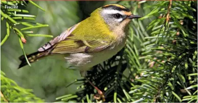  ??  ?? Firecrest