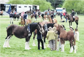  ?? PHOTO: SALLY BROOKER ?? Horses of all sorts are put through their paces at the show.