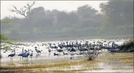  ?? HT PHOTO ?? The waterbodie­s in Korna village remain full throughout the year. Apart from birds of local species, migratory birds also come to the water bodies