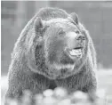  ?? TREVOR
HUGHES/USA TODAY ?? Grizzly bears are at the center of a dispute being heard by U.S. District Judge Dana Christense­n.