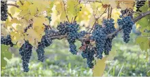  ?? BRENDAN BANNON NYT FILE PHOTO ?? Ontario wine growers say there may be opportunit­ies for Canadian wine to be sold to China, but also a danger more U.S. wine could be shipped to Canada as a result of China’s recent tariffs.