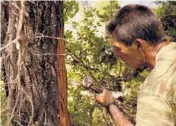  ?? PETROS KARADJIAS/AP ?? Christos Livas, 48, resin collector, uses a tool on a pine tree in a forest Aug. 11 near Agdines village on the island of Evia, 115 miles north of Athens, Greece.
