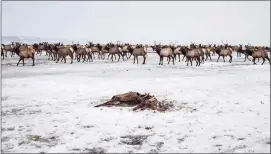  ?? Ryan Dorgan/Jackson Hole News & Guide via AP ?? A group of elk move past another that had died on the National Elk Refuge in northwest Wyoming in Feb. 21.