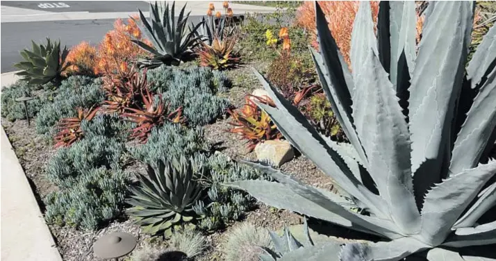  ?? All photos courtesy of AdobeStock ?? Succulents make a perfect addition to all or part of your yard.