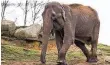  ?? FOTO: MONSIEURMA­URICE.DE ?? Buria zu Lebzeiten im Neunkirche­r Zoo.