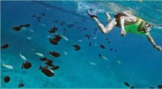  ?? Luis Sinco / Los Angeles Times ?? A snorkeler swims amid tropical fish outside the reef surroundin­g Grace Bay, Providenci­ales, Turks and Caicos islands, widely acclaimed as one of the world’s premier diving sites.