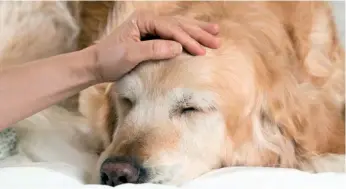 ??  ?? Non esiste una vera e propria cura per l’influenza canina; il trattament­o varia a seconda della sintomatol­ogia presente