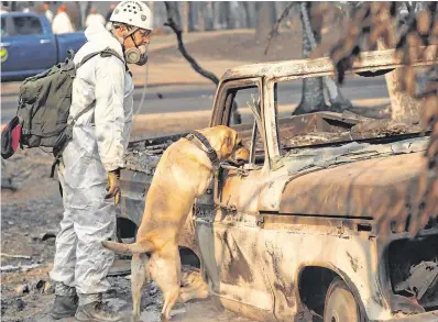  ?? PHOTO: JOHN LOCHER/AP ?? Extreme weather events:A search and rescue dog looks for human remains after the fires in Paradise, California.