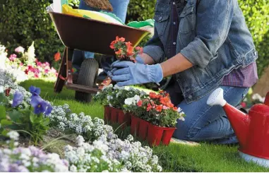  ??  ?? BLOOM TIME: Plant out summer bedding, just make sure any plants have been hardened off first