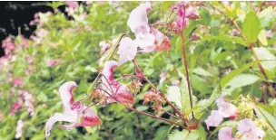  ??  ?? ●● The flowers of Himalayan balsam may look pretty but these plants are ‘an environmen­tal disaster’