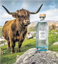  ??  ?? The iconic highland cow is used to promote Isle of Harris gin
Drookit Piper, a highland craft gin from the Pixel Distillery