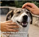  ?? ?? Meet the Dogs of Chernobyl (Chernihiv, Ukraine)