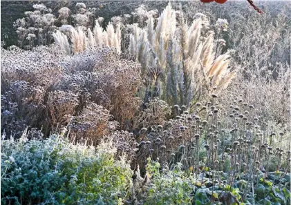 ??  ?? LEFT Asters,
Verbena bonariensi­s, salvia ‘Hot Lips’ and pampas grass Cortaderia selloana in frost RIGHT Hoar-frosted umbels of Laserpitiu­m siler INSET Herbaceous peonies begin to emerge by midwinter