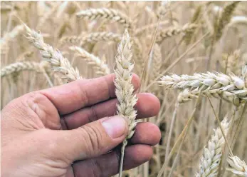  ?? FOTO: SEBASTIAN WILLNOW/DPA ?? Welche Eigenschaf­ten Brotgetrei­de wie Weizen hat, ist entscheide­nd für die Qualität.