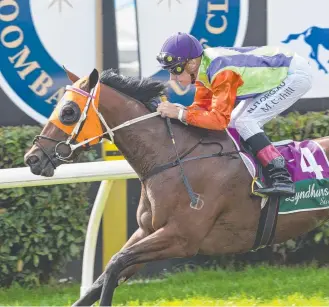  ?? Picture: Kevin Farmer ?? BREAKING THE MAIDEN: Little Miss Pixie, under the guidance of Michael Cahill, scored in the QTIS Two-Years-Old Handicap at Clifford Park yesterday.