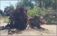  ?? MONIQUE BEGET/SPECIAL TO THE NEWS-SENTINEL ?? A large oak tree came crashing down at Lodi Lake on Monday afternoon, with some of the limbs landing on a car.