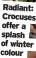  ?? ?? Radiant: Crocuses offer a splash of winter colour
