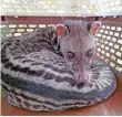  ??  ?? A collared male Malay civet recovering from the anaesthesi­a before his release. [Photograph credit: Meaghan Evans/DGFC]