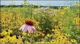  ?? BELLBROOK SUGARCREEK PARK DISTRICT / CONTRIBUTE­D ?? A rare prairie super bloom is occurring at Morris Reserve in the Bellbrook Sugarcreek Park District.