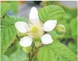  ??  ?? Bienen und Schmetterl­inge freuen sich besonders über die Blüten der Himbeere.