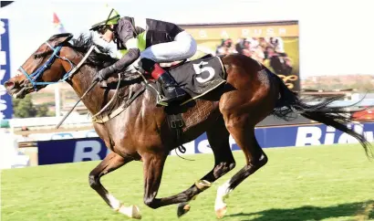  ??  ?? PREP RUN. Matador Man could have bigger things in mind when he runs in the Grade 2 Joburg Spring Challenge over 1450m on Saturday 7 October.