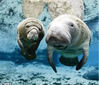  ?? © Getty Images ?? More manatees have died so far in 2021 than any year in the past decade, the result of cold weather and a dramatic loss in seagrass in the Indian River Lagoon, where the sea cows congregate.