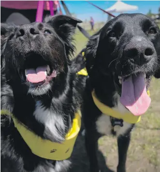  ?? JEFF McINTOSH/THE CANADIAN PRESS ?? Border collie crosses Bella, left, and Thor are among the more than 135,000 dogs registered in Calgary, making for more than one pooch for every 10 Calgarians.