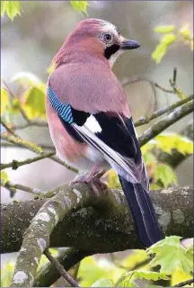  ??  ?? The Jay is one of our most strikingly coloured birds.