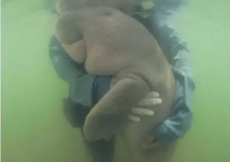  ?? AP ?? The viral photo of an official from the Department of Marine and Coastal Resources in Thailand holding Marium, a baby dugong