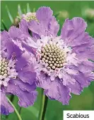  ??  ?? Scabious