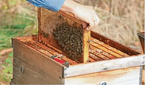  ?? Foto: Matthias Becker ?? Im Grünen haben es Bienen heute schwerer als in Parks und Schrebergä­rten der Städte.