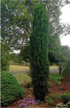  ??  ?? Taxus baccata ‘Fastigiata’ is an ideal plant for narrow spaces and certainly makes a singular statement in any setting.