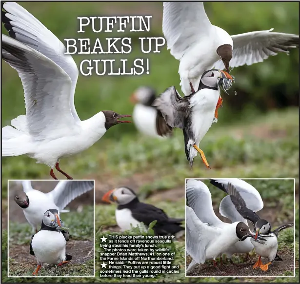  ??  ?? THIS plucky puffin shows true grit as it fends off ravenous seagulls trying steal his family’s lunch.
The photos were taken by wildlife snapper Brian Matthews, 41, on one of the Farne Islands off Northumber­land. He said: “Puffins are robust little things. They put up a good fight and sometimes lead the gulls round in circles before they feed their young.”