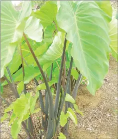  ??  ?? There are at least 200 varieties of taro, which is known as the ‘potato of the tropics’.